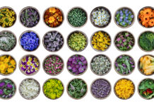 Flori comestibile: Care sunt și cum le consumăm